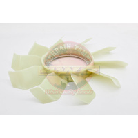Radiator Fan Blade Dmax TFS85